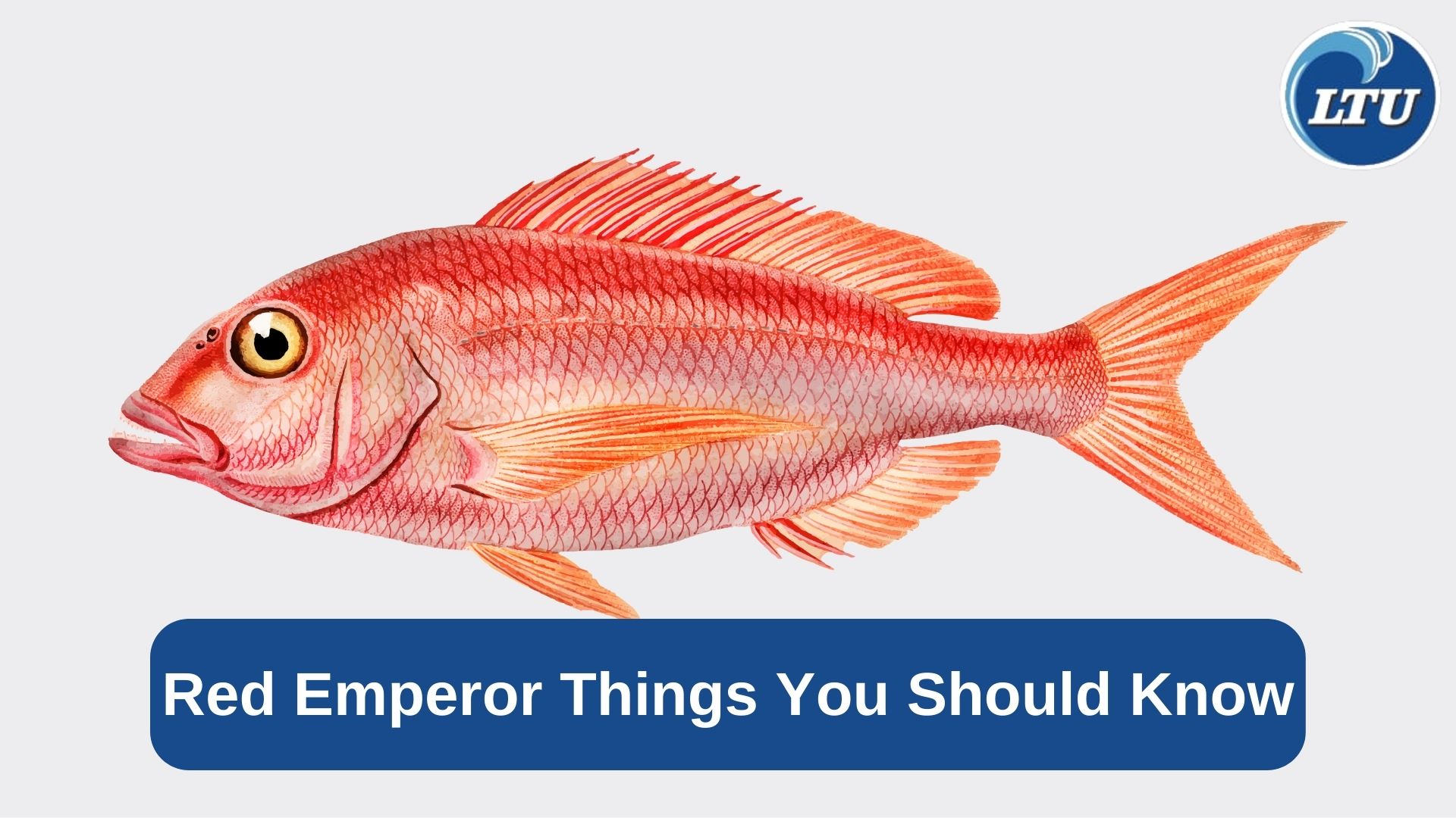 Red Emperor Things You Should Know